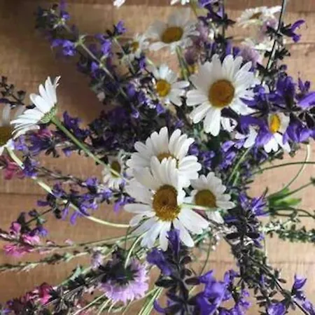 Apartman La Maison. La Roccia Dello Stambecco *