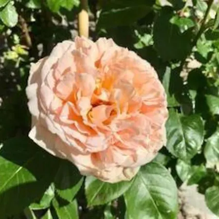 La Maison. La Roccia Dello Stambecco