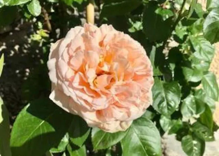 La Maison. La Roccia Dello Stambecco